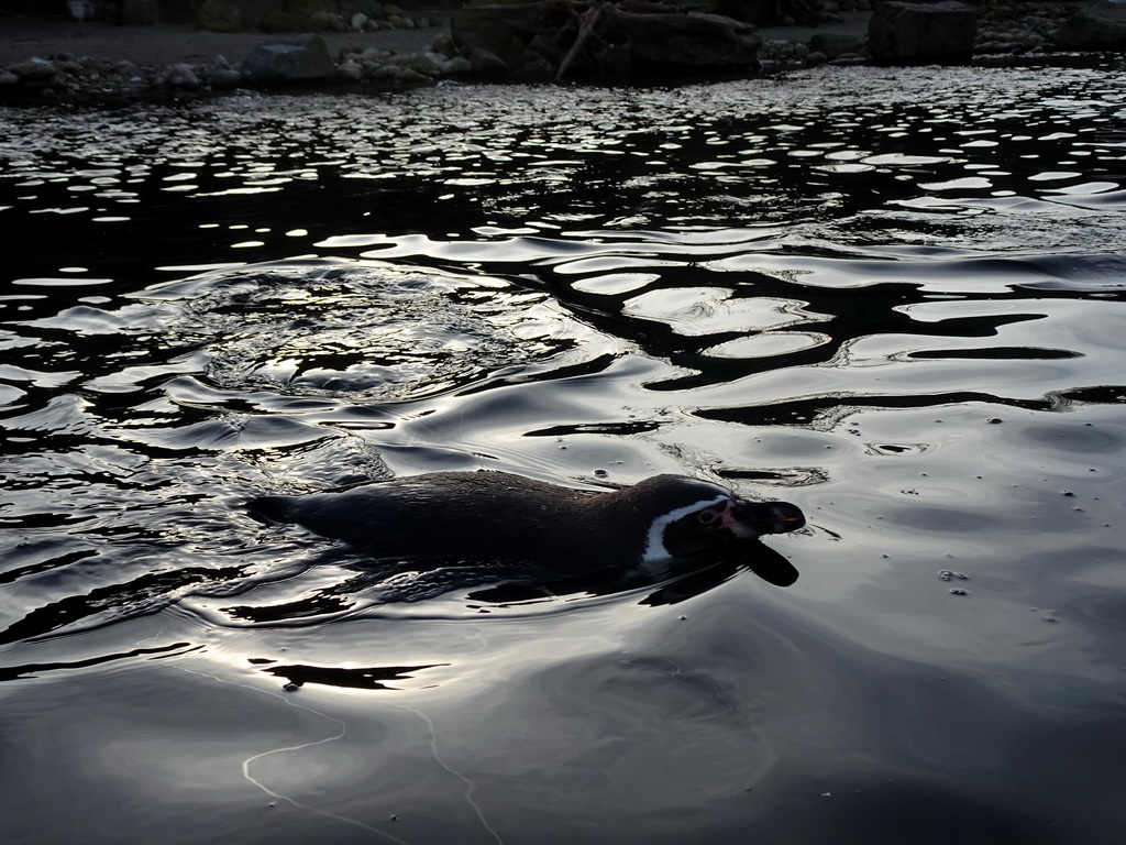 Humboldt Penguin at the Ouwehands Dierenpark zoo