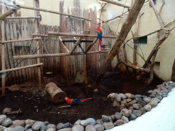 Scarlet Macaws at the Aviary of the Urucu building at the Ouwehands Dierenpark zoo