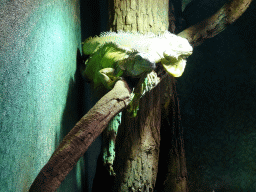 Green Iguana at the Urucu building at the Ouwehands Dierenpark zoo