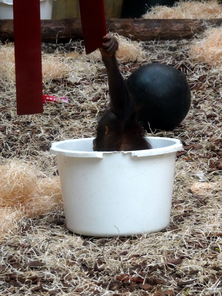 Young Orangutan at the Orihuis building at the Ouwehands Dierenpark zoo