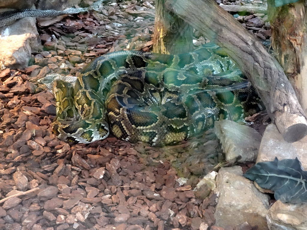 Snake at the Urucu building at the Ouwehands Dierenpark zoo