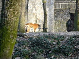 Siberian Tiger at the Tijgerbos at the Ouwehands Dierenpark zoo
