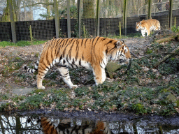 Siberian Tigers at the Tijgerbos at the Ouwehands Dierenpark zoo