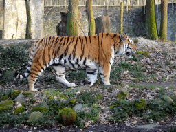 Siberian Tiger at the Tijgerbos at the Ouwehands Dierenpark zoo