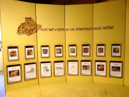 Information on Felines at the Tijgerbos at the Ouwehands Dierenpark zoo
