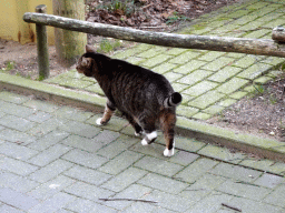 Cat at the south side of the Gorilla Adventure at the Ouwehands Dierenpark zoo