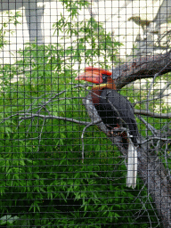 Rufous Hornbill at the Ouwehands Dierenpark zoo
