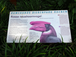 Explanation on the Rufous Hornbill at the Ouwehands Dierenpark zoo