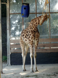 Rothschild`s Giraffe at the Ouwehands Dierenpark zoo
