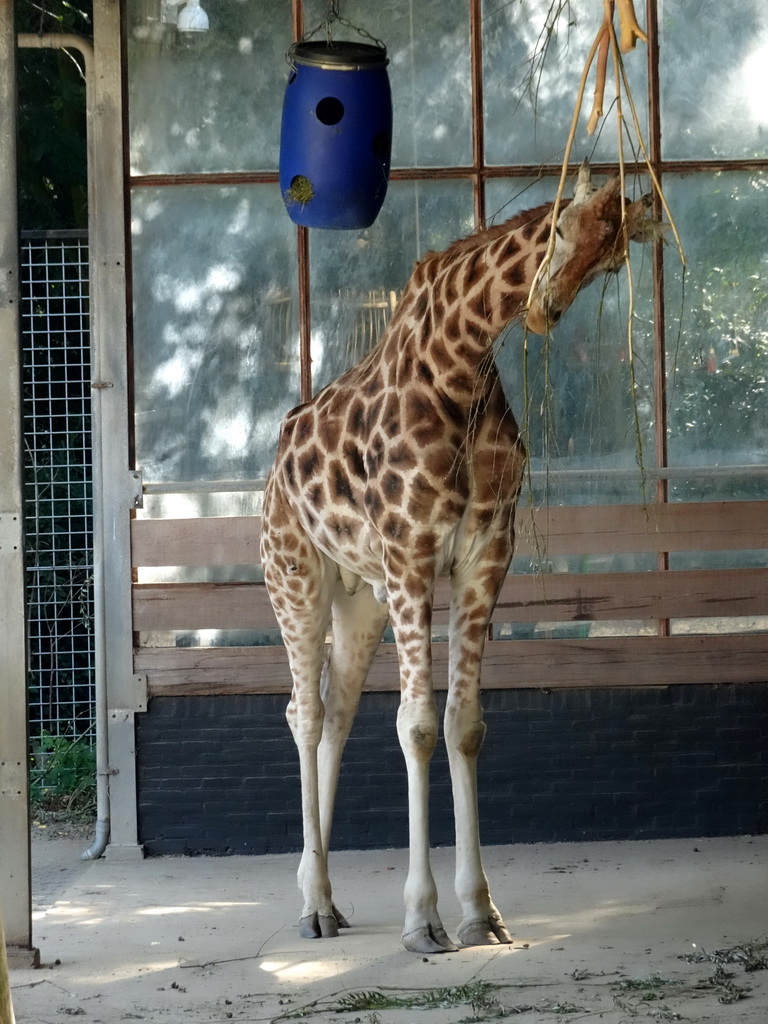 Rothschild`s Giraffe at the Ouwehands Dierenpark zoo