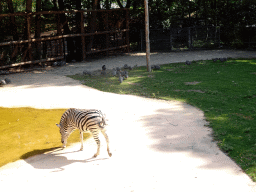 Chapman`s Zebra and Guineafowls at the Ouwehands Dierenpark zoo