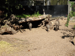 Common Warthogs at the Ouwehands Dierenpark zoo