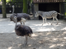 Chapman`s Zebra and Ostriches at the Ouwehands Dierenpark zoo