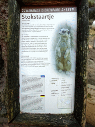 Explanation on the Meerkat at the Ouwehands Dierenpark zoo