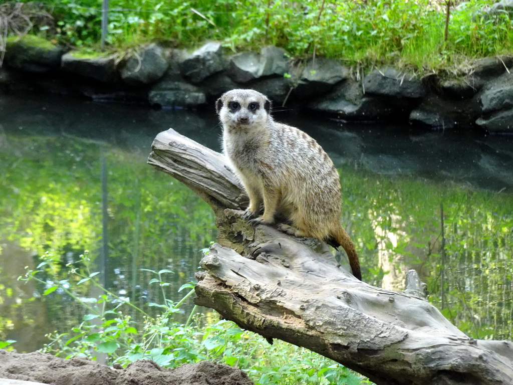 Meerkat at the Ouwehands Dierenpark zoo