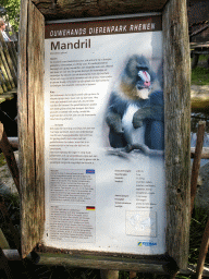 Explanation on the Mandrill at the Ouwehands Dierenpark zoo