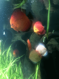 Red Discuses at the Aquarium at the Ouwehands Dierenpark zoo