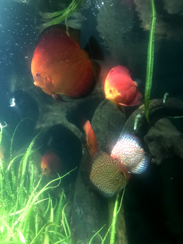 Red Discuses at the Aquarium at the Ouwehands Dierenpark zoo