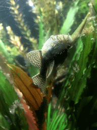 Network Catfish at the Aquarium at the Ouwehands Dierenpark zoo