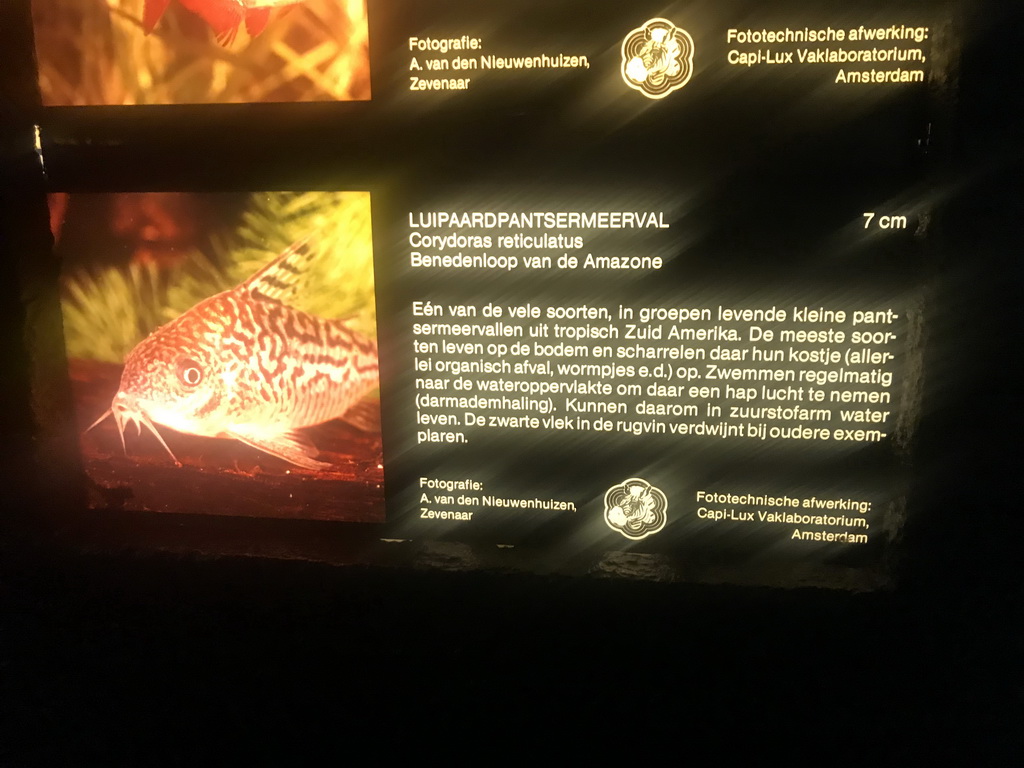 Explanation on the Network Catfish at the Aquarium at the Ouwehands Dierenpark zoo