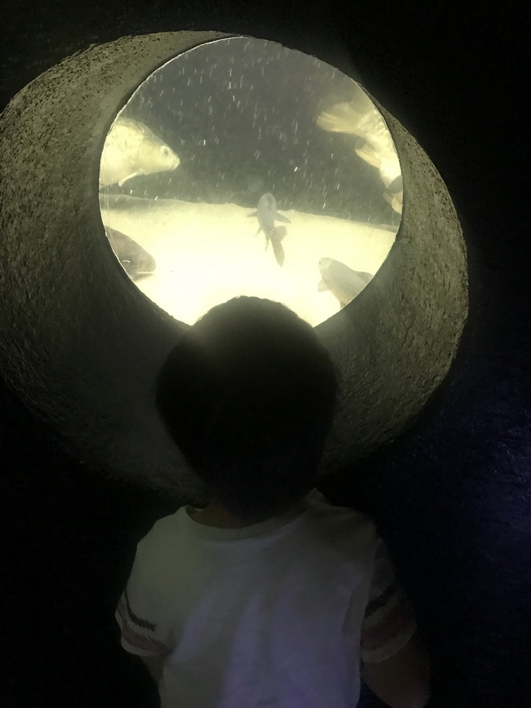 Max looking at fishes at the Aquarium at the Ouwehands Dierenpark zoo