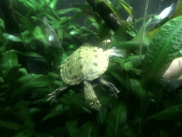 False Map Turtle at the Aquarium at the Ouwehands Dierenpark zoo