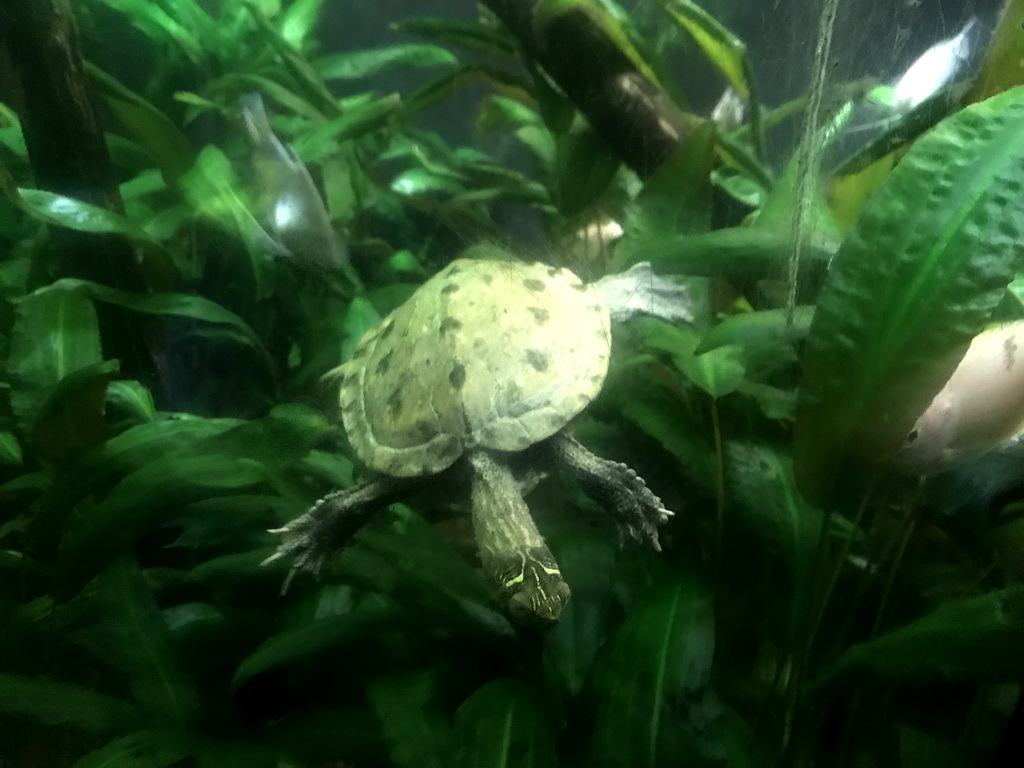 False Map Turtle at the Aquarium at the Ouwehands Dierenpark zoo