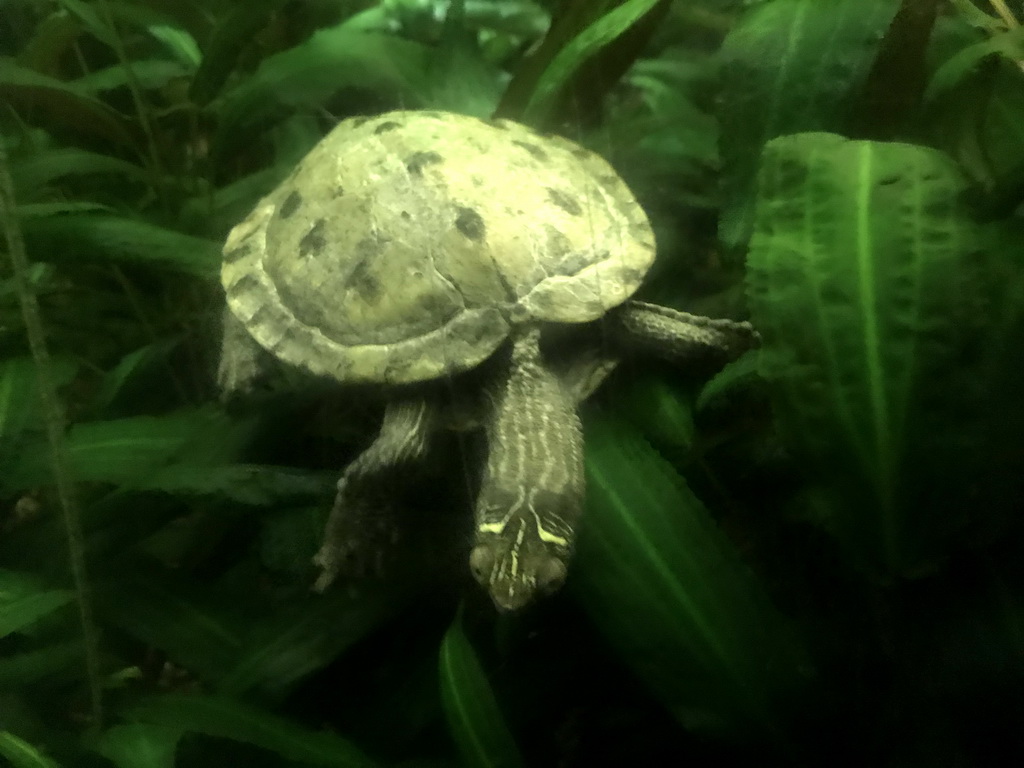 False Map Turtle at the Aquarium at the Ouwehands Dierenpark zoo