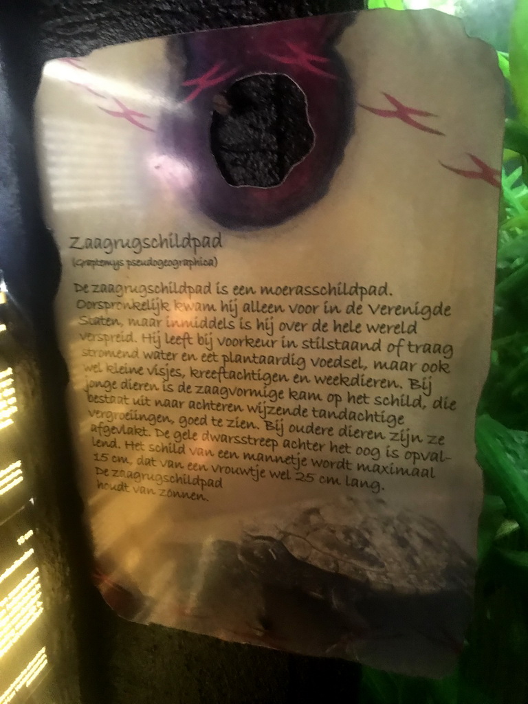Explanation on the False Map Turtle at the Aquarium at the Ouwehands Dierenpark zoo