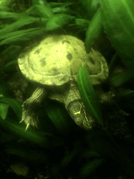 False Map Turtle at the Aquarium at the Ouwehands Dierenpark zoo