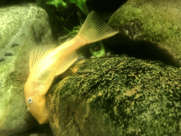 Fish at the Aquarium at the Ouwehands Dierenpark zoo