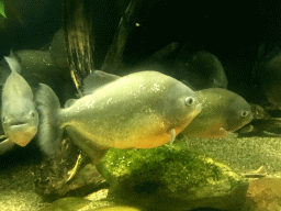 Piranhas at the Aquarium at the Ouwehands Dierenpark zoo