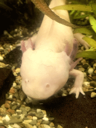 Axolotl at the Aquarium at the Ouwehands Dierenpark zoo