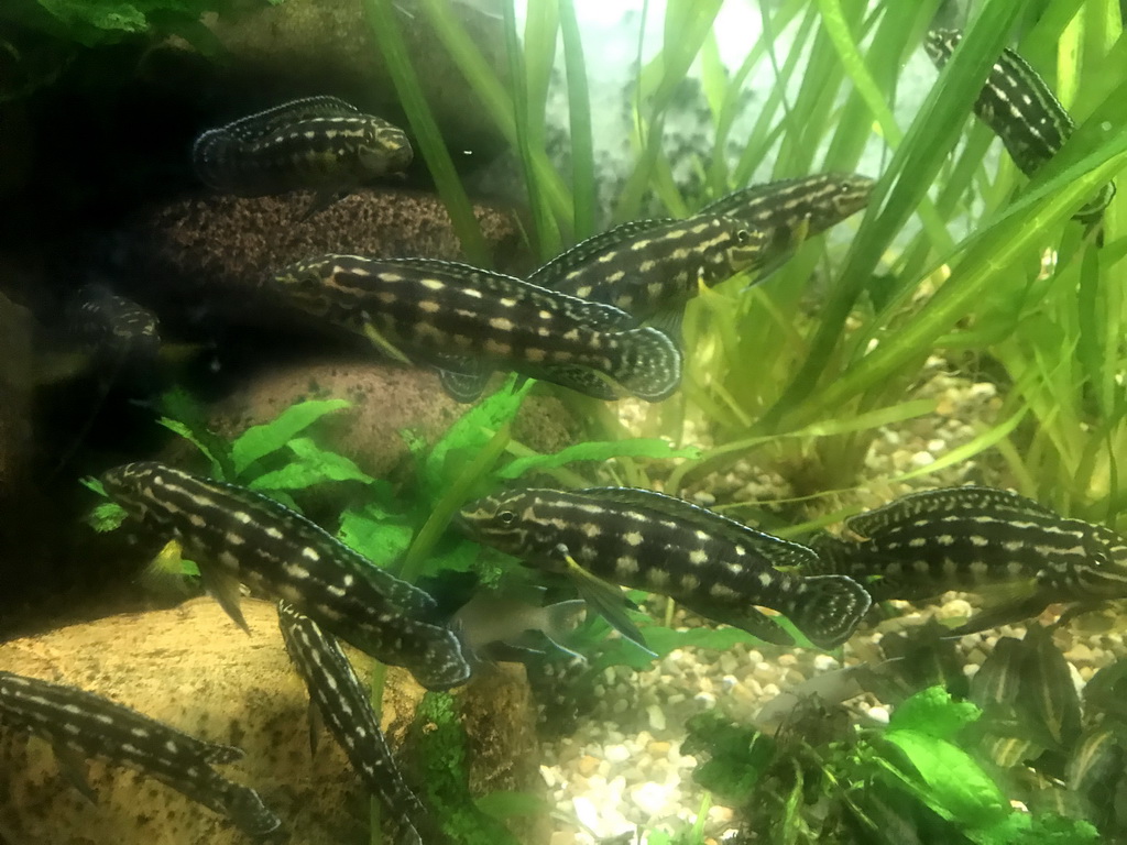 Fishes at the Aquarium at the Ouwehands Dierenpark zoo