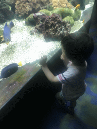Max looking at fishes at the Aquarium at the Ouwehands Dierenpark zoo