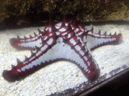 Red Knob Sea Star at the Aquarium at the Ouwehands Dierenpark zoo