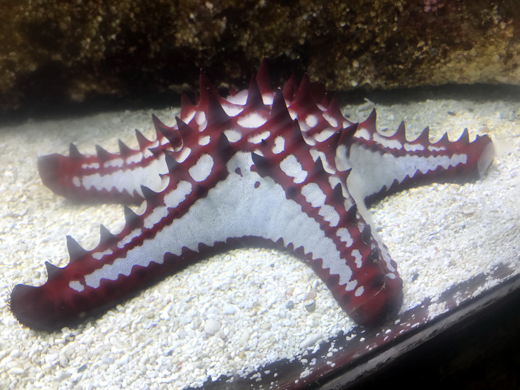 Red Knob Sea Star at the Aquarium at the Ouwehands Dierenpark zoo