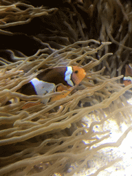 Common Clownfish and sea anemones at the Aquarium at the Ouwehands Dierenpark zoo