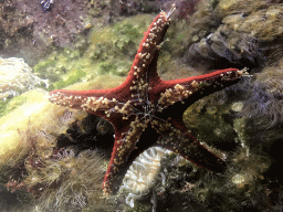 Red Knob Sea Star at the Aquarium at the Ouwehands Dierenpark zoo