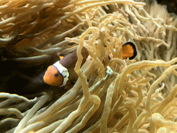 Common Clownfish and sea anemones at the Aquarium at the Ouwehands Dierenpark zoo