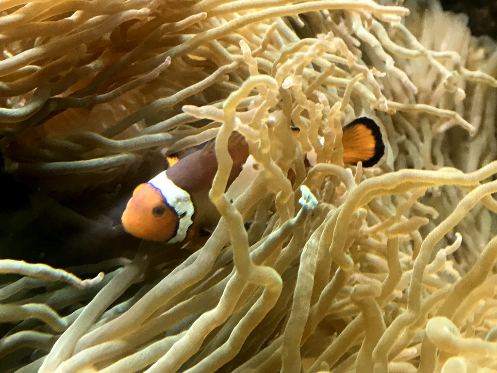 Common Clownfish and sea anemones at the Aquarium at the Ouwehands Dierenpark zoo