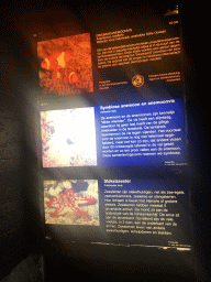 Explanation on the Common Clownfish, sea anemones and Red Knob Sea Star at the Aquarium at the Ouwehands Dierenpark zoo