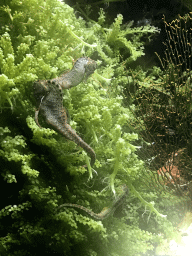 Seahorses at the Aquarium at the Ouwehands Dierenpark zoo