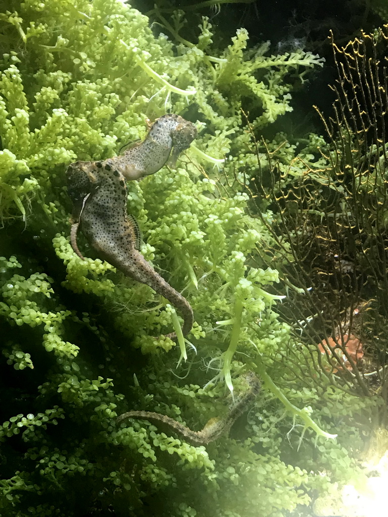 Seahorses at the Aquarium at the Ouwehands Dierenpark zoo