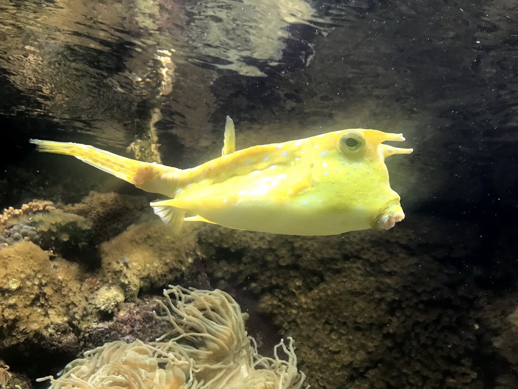 Longhorn Cowfish at the Aquarium at the Ouwehands Dierenpark zoo