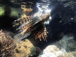 Lionfish at the Aquarium at the Ouwehands Dierenpark zoo