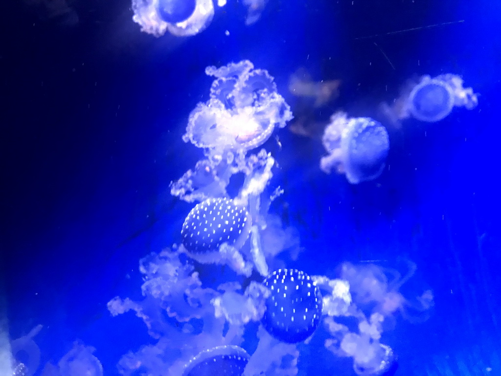 Jellyfishes at the Aquarium at the Ouwehands Dierenpark zoo