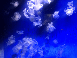 Jellyfishes at the Aquarium at the Ouwehands Dierenpark zoo