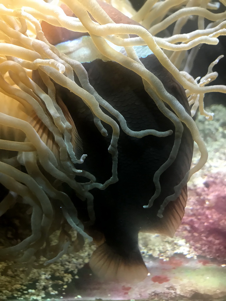 Common Clownfish and sea anemones at the Aquarium at the Ouwehands Dierenpark zoo