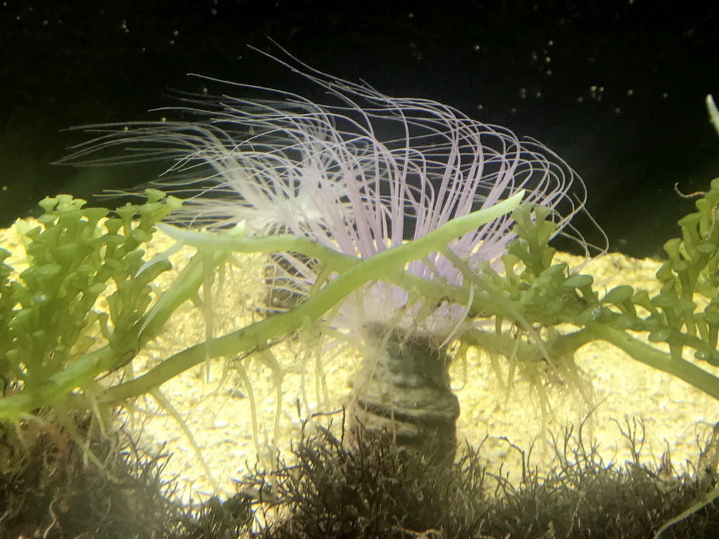 Cerianthus anemone at the Aquarium at the Ouwehands Dierenpark zoo